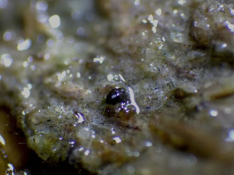 Cercophora sordarioides 1 - x 40-001 (2)